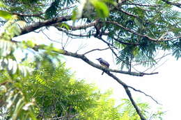 Image of Buff-bellied Puffbird