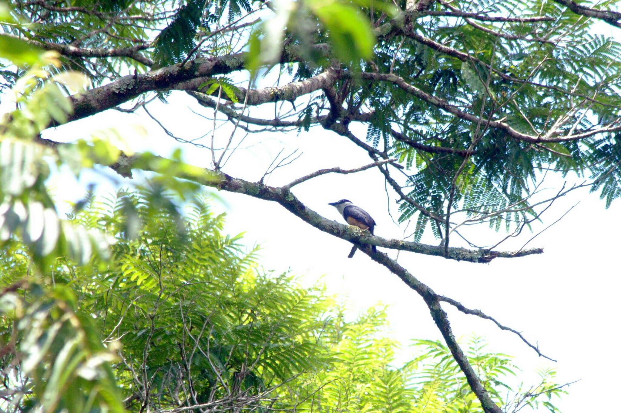 Image of Buff-bellied Puffbird