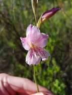 Imagem de Gladiolus hirsutus Jacq.