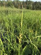 Image of Northern Wild Rice