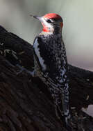 Image of Red-naped Sapsucker