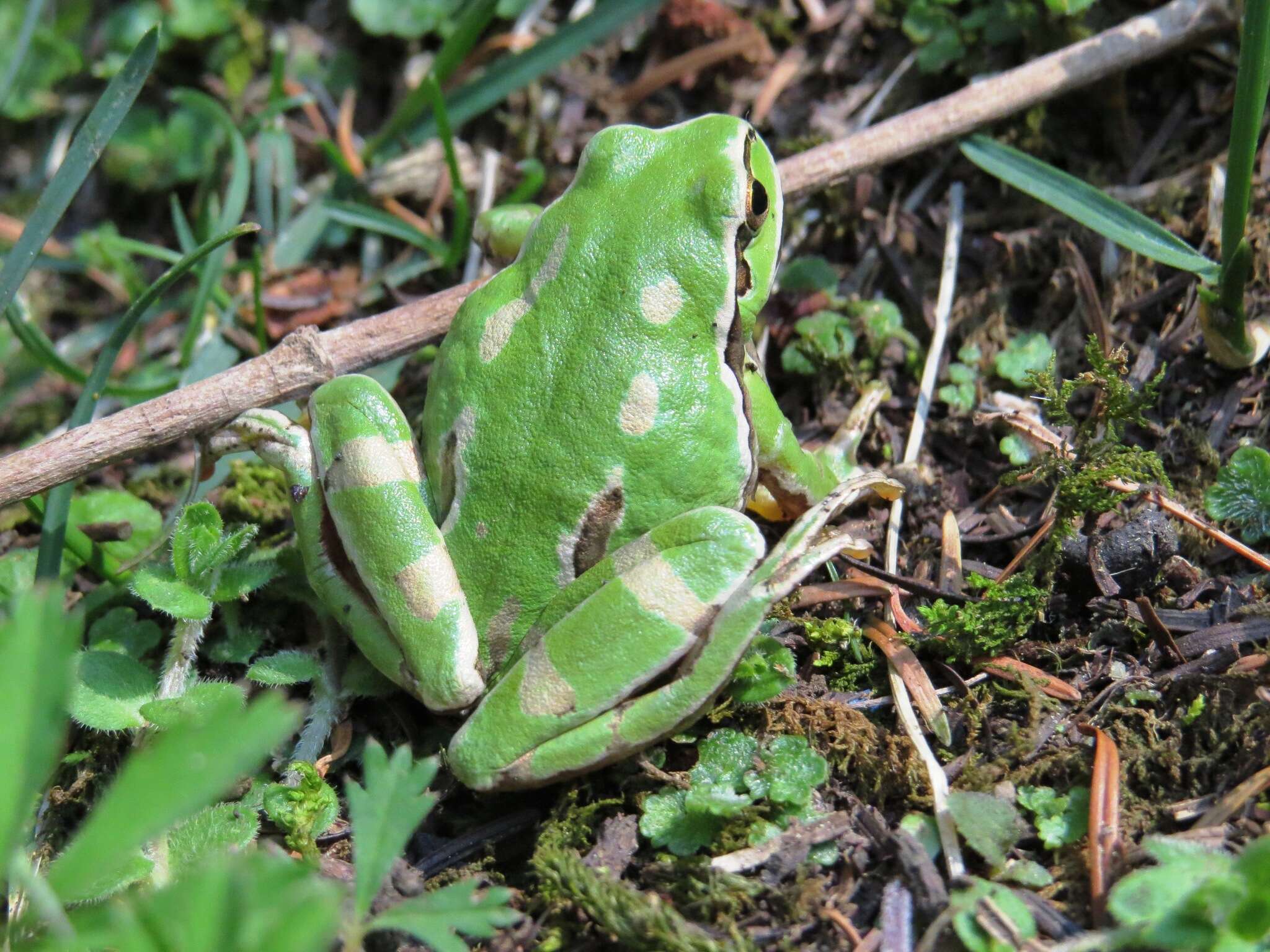 Image de Dryophytes plicatus (Brocchi 1877)