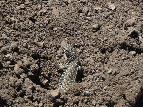 Image of Black-green Tree Iguana