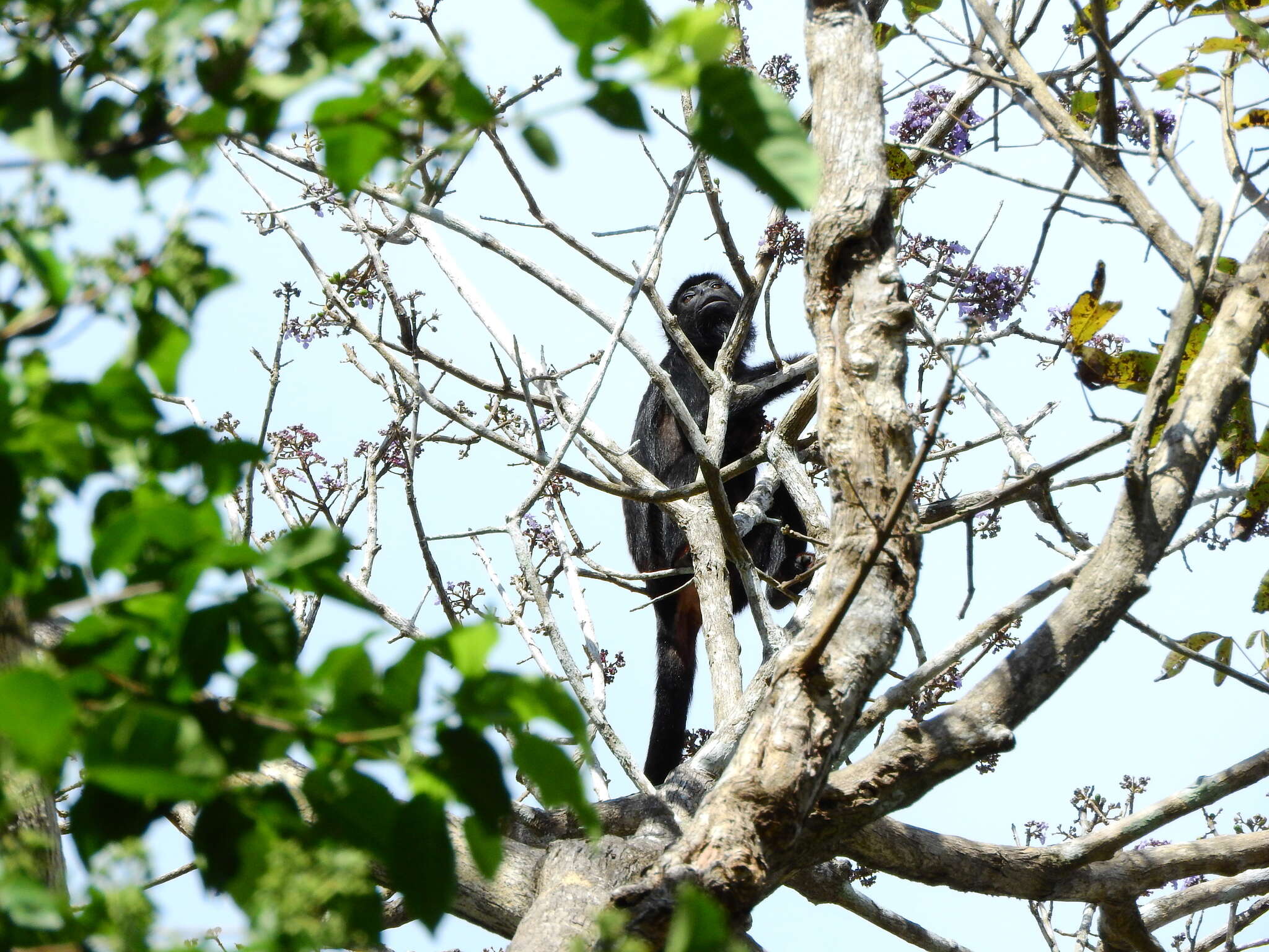 Image of Red-handed Howling Monkey