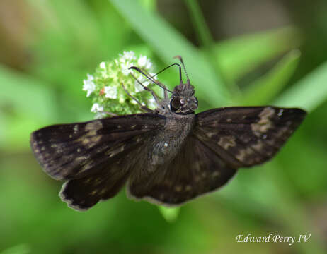 Imagem de Erynnis zarucco Lucas 1857