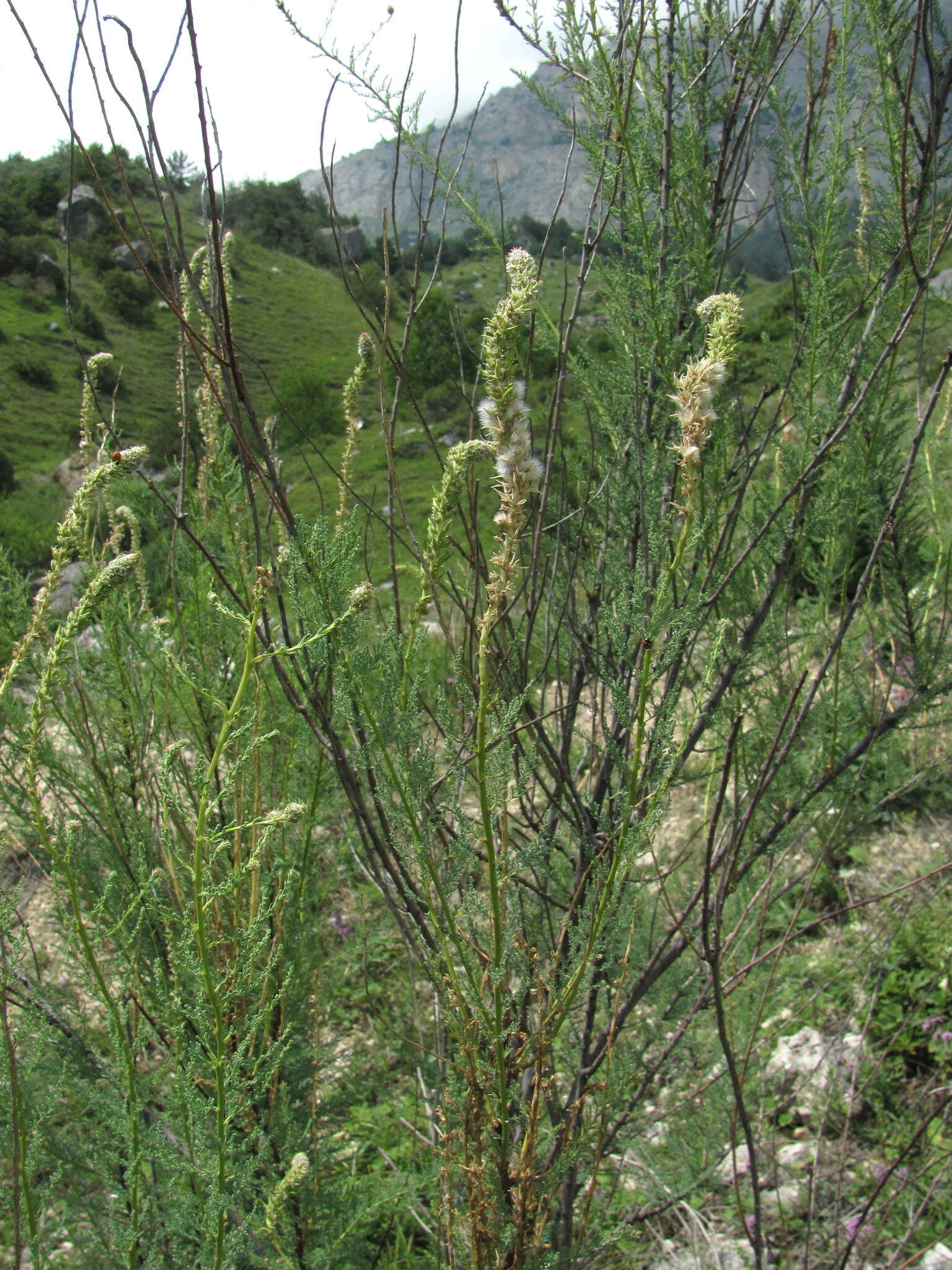 صورة Myricaria bracteata Royle