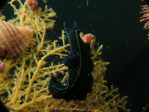 Image of Black nudibranch