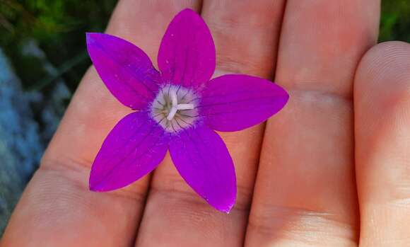 Image of Campanula patula subsp. abietina (Griseb. & Schenk) Simonk.