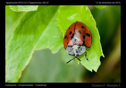 Image of Cyrtonota poecilaspoides (Baly 1872)