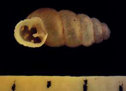 Image of <i>Gastrocopta rupicola</i> (Say 1821)