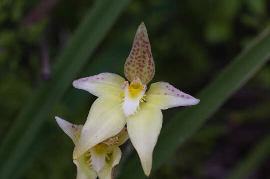 Image of Kalbarri cowslip orchid