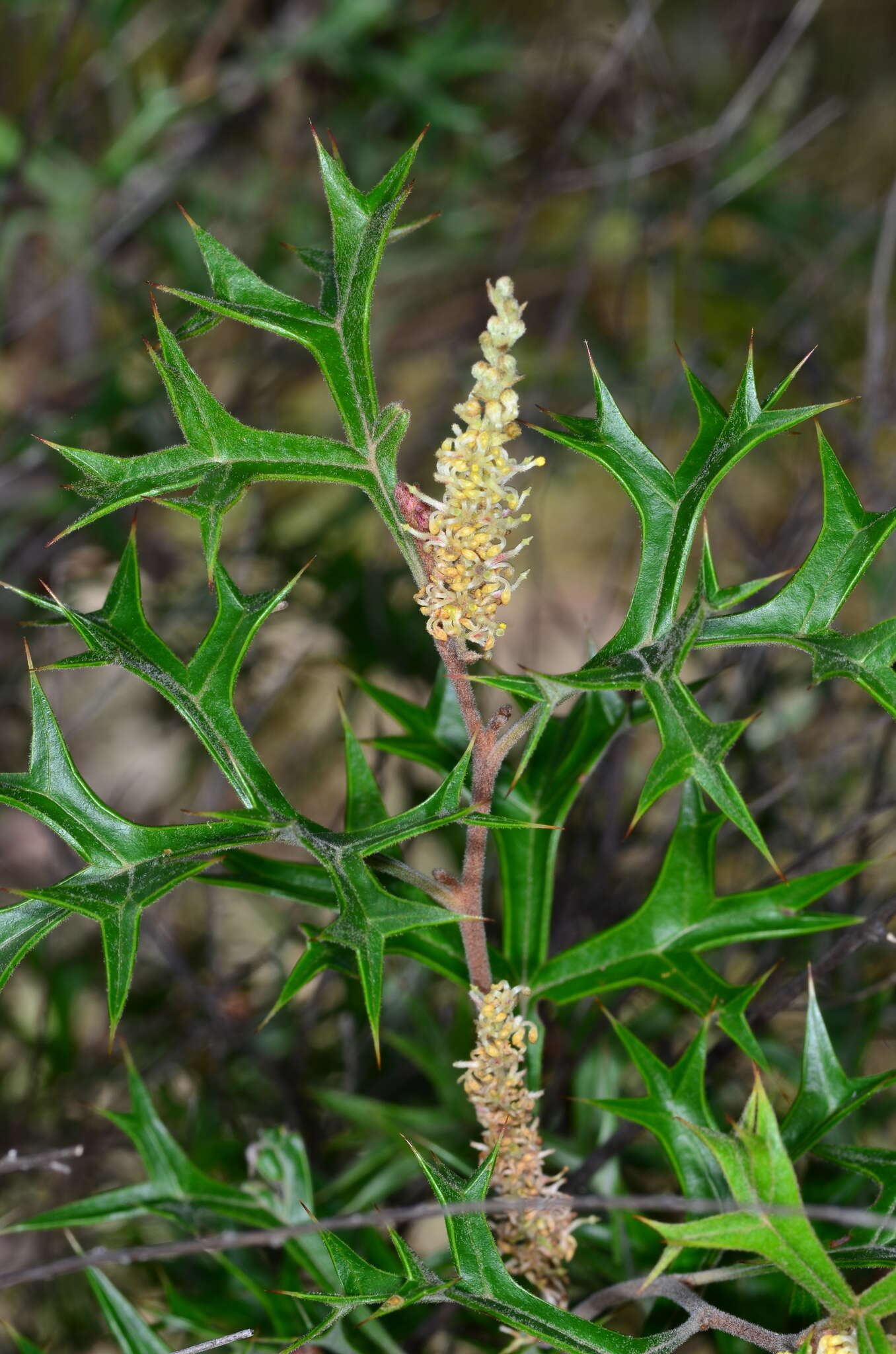 Image of Grevillea ramosissima subsp. ramosissima