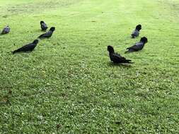 Image of Red-tailed Black-Cockatoo