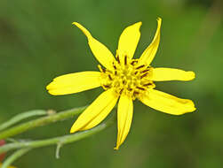 Image of Ligularia jaluensis Kom.