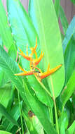 Image of Heliconia nickeriensis Maas & de Rooij