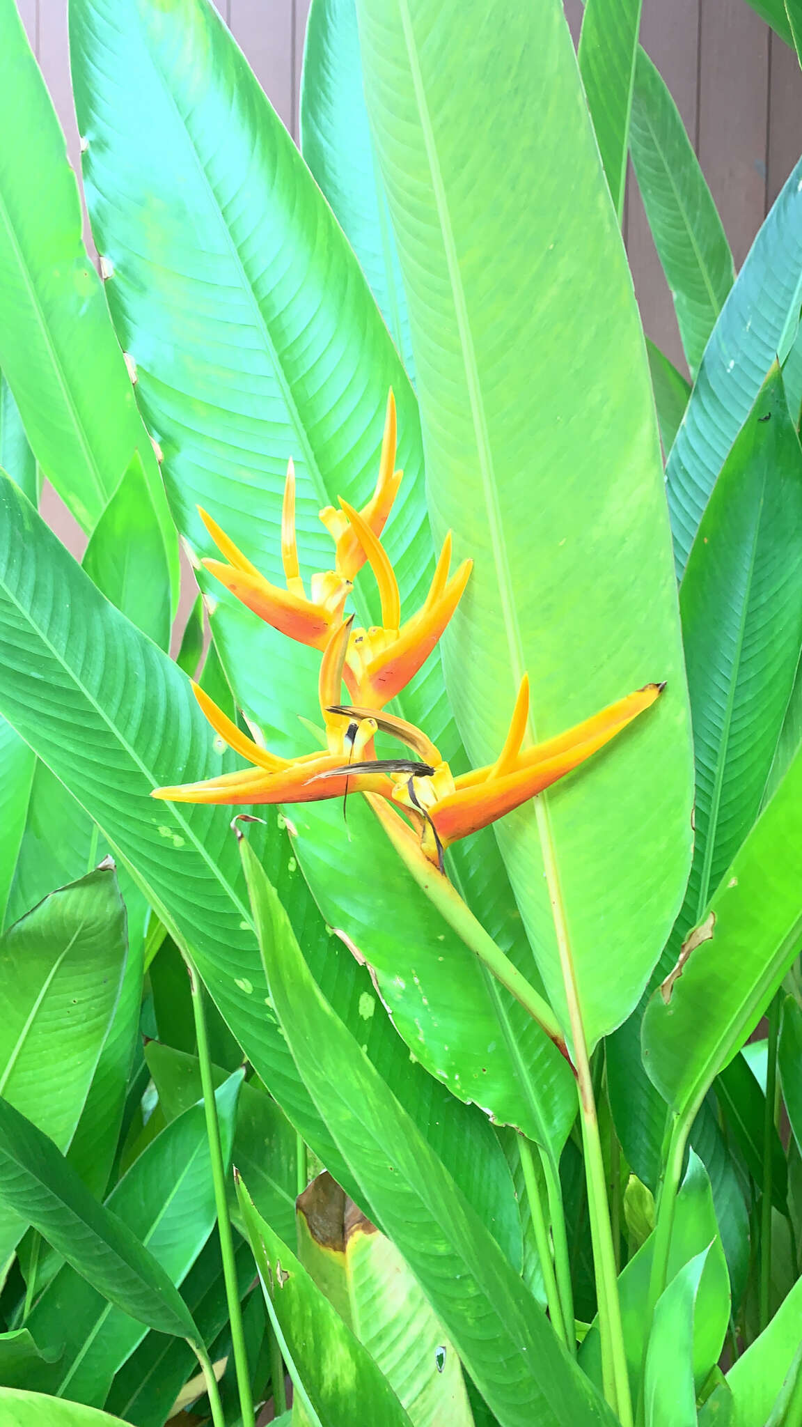 Image of Heliconia nickeriensis Maas & de Rooij