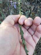 Plancia ëd Symphyotrichum concolor (L.) G. L. Nesom