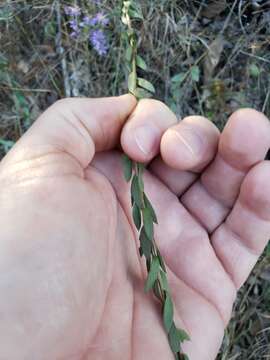 Image of eastern silver aster