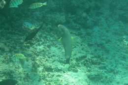 Image of Ballieu's wrasse