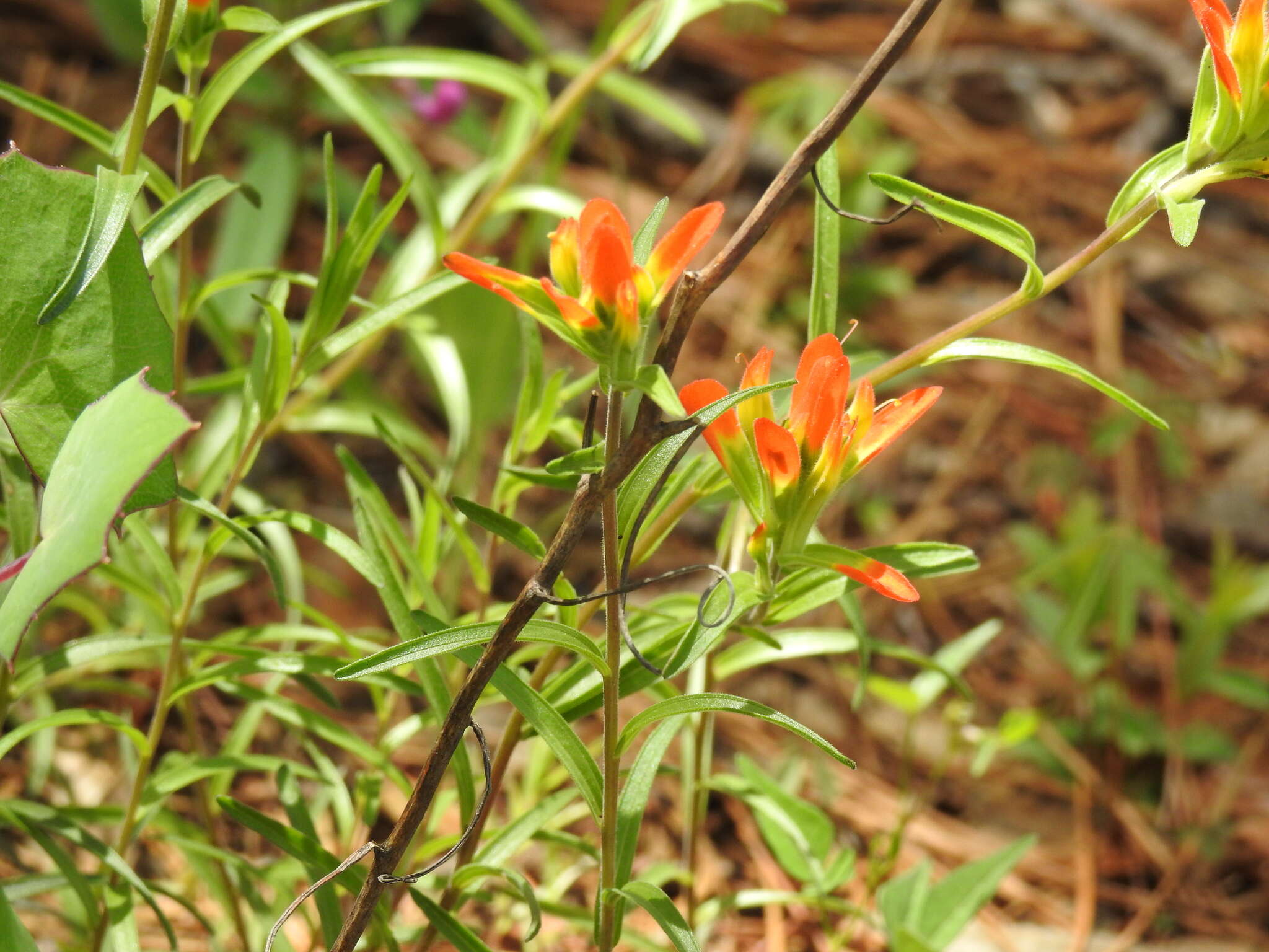 Image of Castilleja durangensis G. L. Nesom