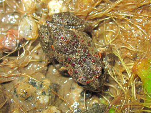 Image of Chile Four-eyed Frog