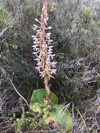 Image of Satyrium longicolle Lindl.