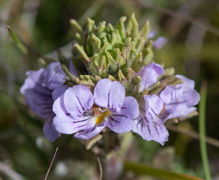 Image of Euphrasia eichleri W. R. Barker