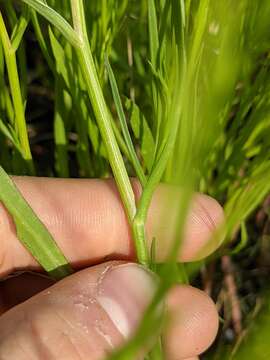 Sivun <i>Symphyotrichum <i>subulatum</i></i> var. subulatum kuva