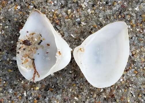 Image of dwarf surfclam