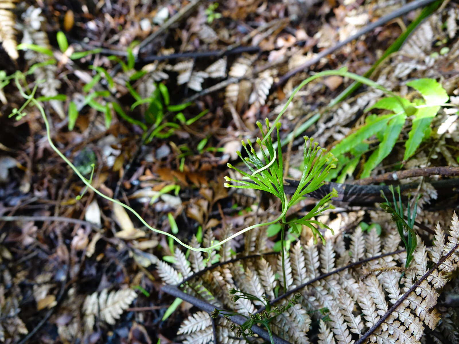 Imagem de Schizaea dichotoma (L.) Sm.