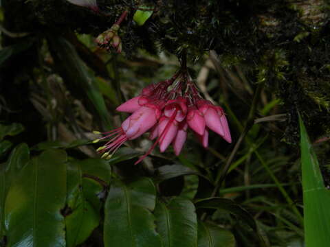 Image of Charianthus nodosus (Desr.) Triana