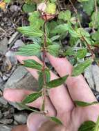 Imagem de Epilobium brevifolium subsp. trichoneurum (Hausskn.) Raven