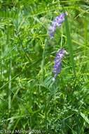 Image of bird vetch