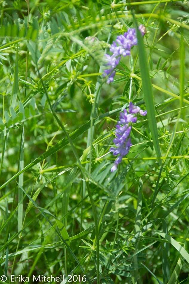 Image of bird vetch