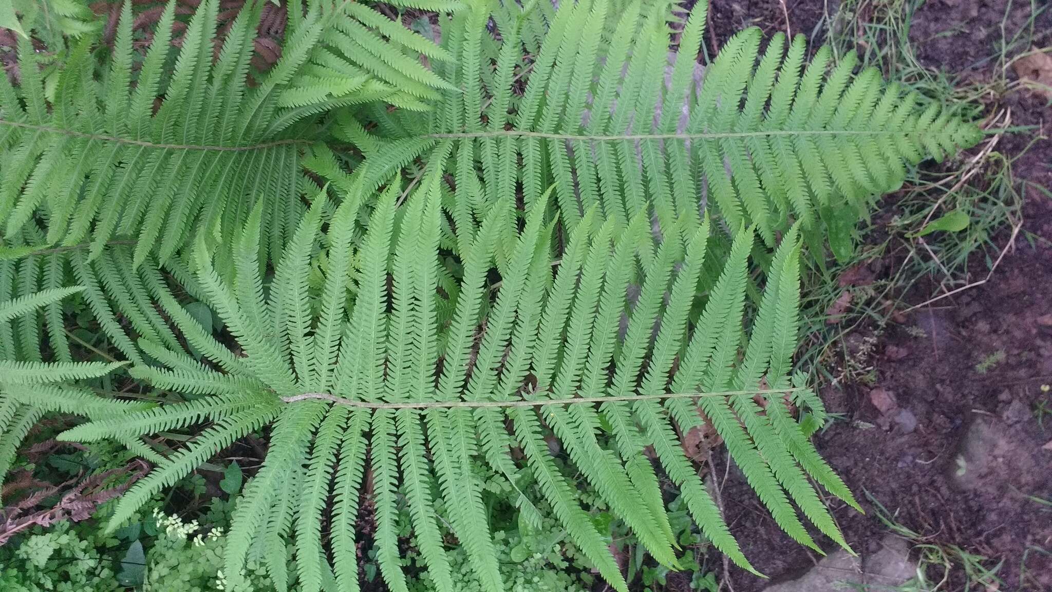 Image of Pelazoneuron puberulum (Baker) A. R. Sm. & S. E. Fawc.