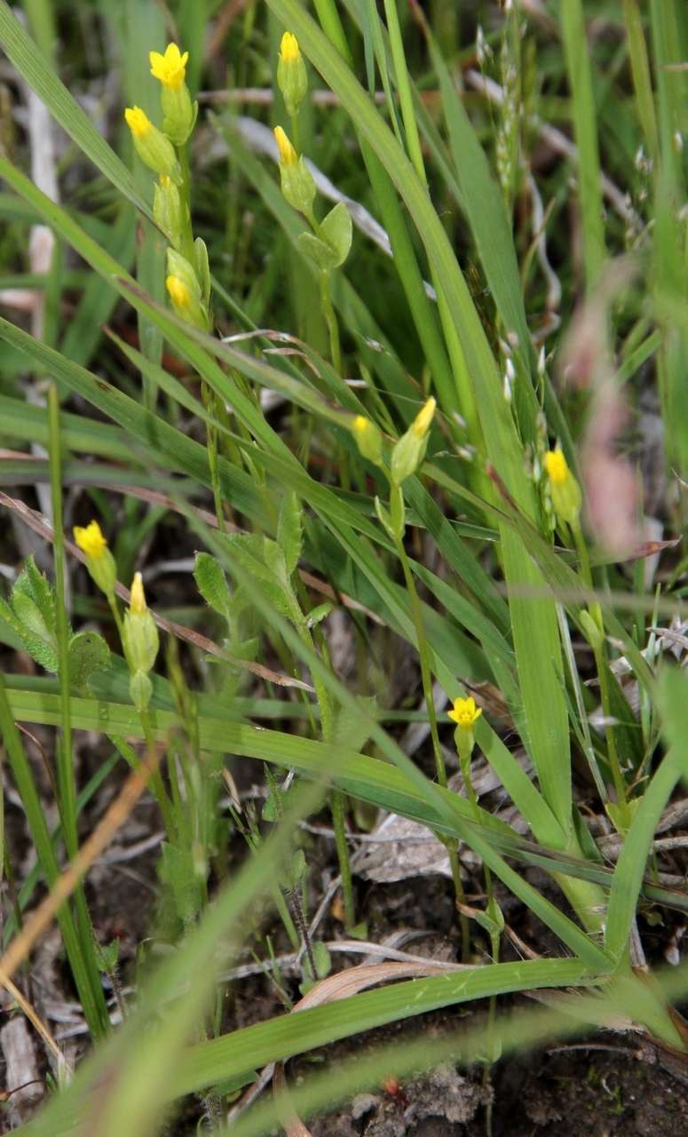 Image of Sebaea ovata (Labill.) R. Br.