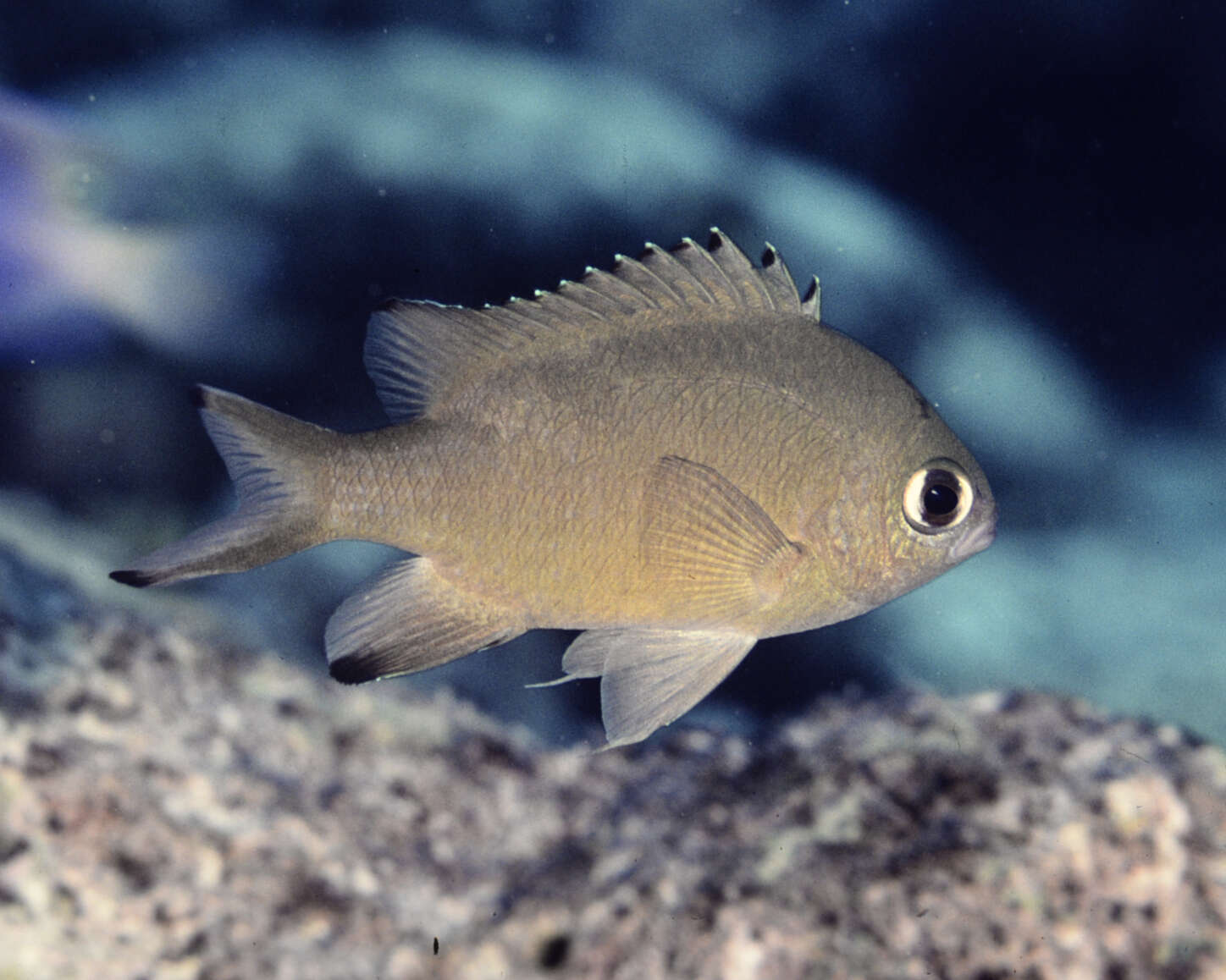 Image of Brown chromis