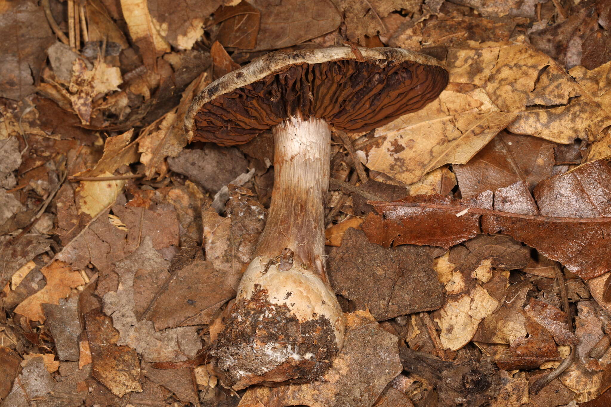 Image of Cortinarius odoritraganus