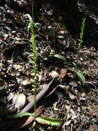 Image of narrow-petal rein orchid