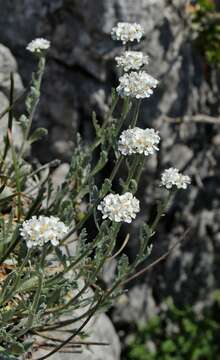 Achillea clavennae L. resmi