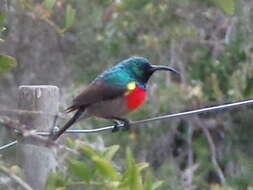 Image of Greater Double-collared Sunbird