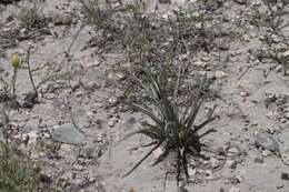 Image of Hesperaloe chiangii (G. D. Starr) B. L. Turner