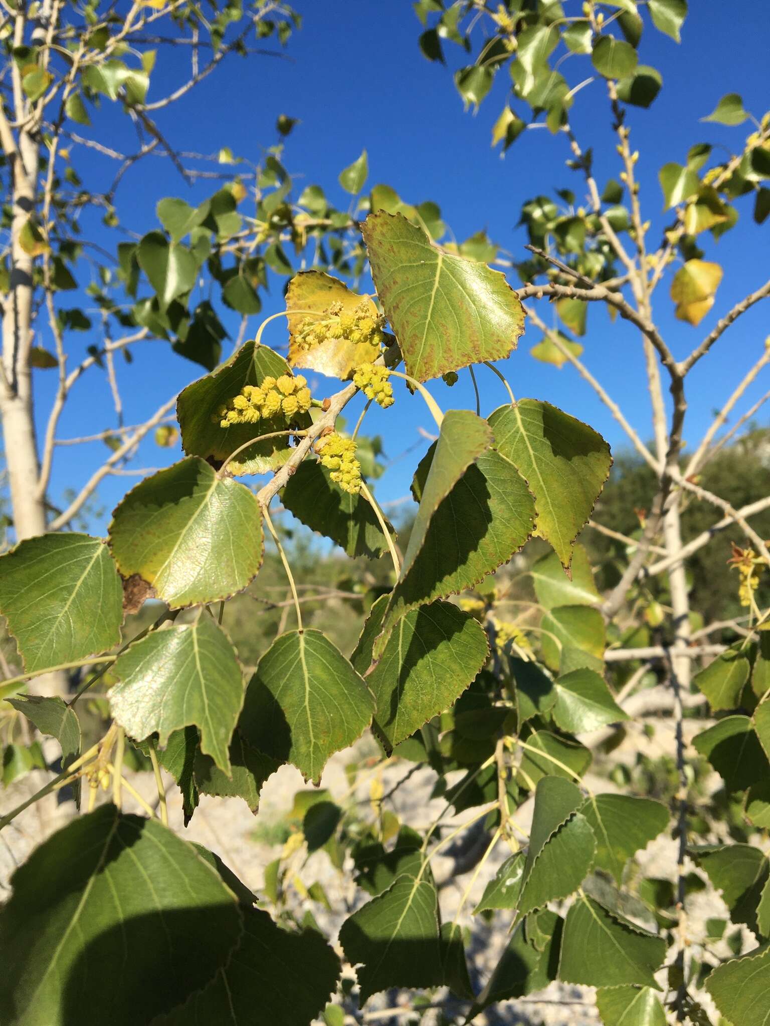 Image of Populus mexicana subsp. mexicana