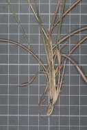 Imagem de Heteropogon melanocarpus (Elliott) Benth.