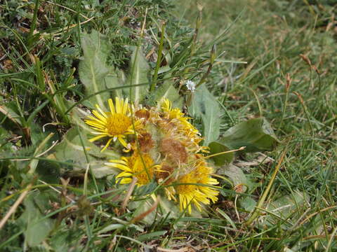 Image de Inula rhizocephala Schrenk