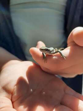 Image of Horvath's rock lizard