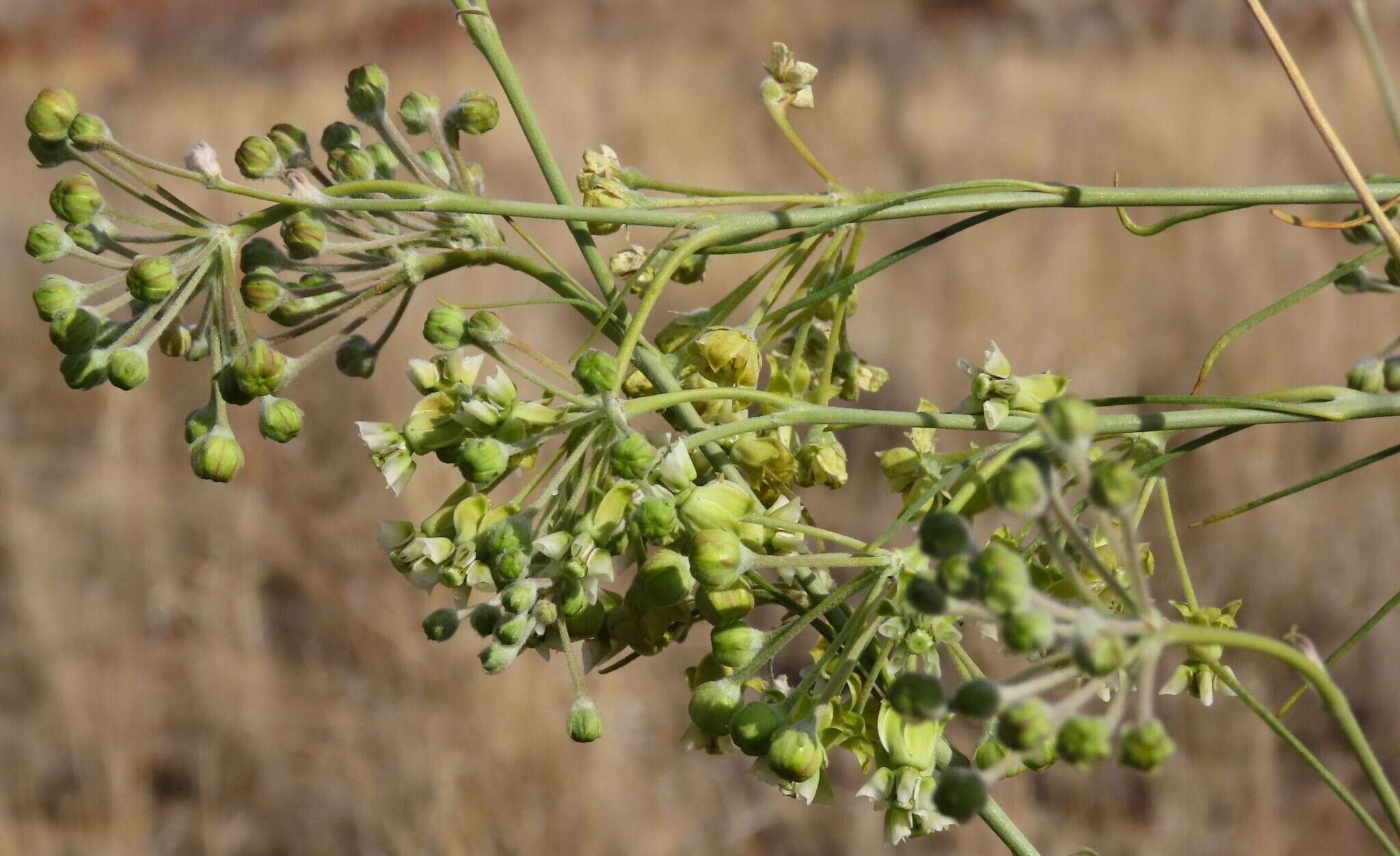 Sivun Gomphocarpus filiformis (E. Mey.) D. Dietr. kuva