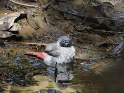 Image of Black-faced Firefinch