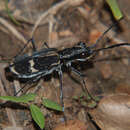 Plancia ëd Cicindela (Elliptica) compressicornis Boheman 1860