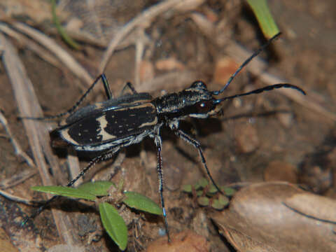 Image of Cicindela (Elliptica) compressicornis Boheman 1860